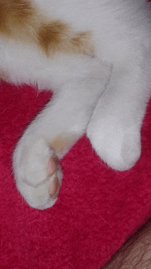 Hamtaro Catto Feet GIF - Hamtaro Catto Feet GIFs