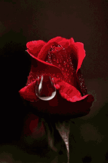 Rose Flowers GIF - Rose Flowers Sweat GIFs