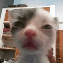 Meme Kucing GIF
