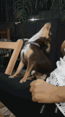 Dontstop Doggo GIF - Dontstop Doggo Chihuahua GIFs