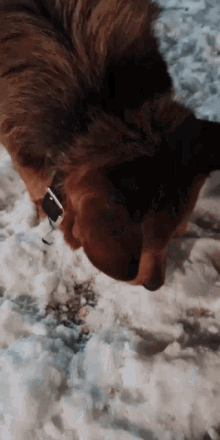 a dog wearing a collar is walking in the snow
