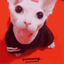a white cat wearing a black sweater is sitting on a red surface with the words processing please be patient written below it
