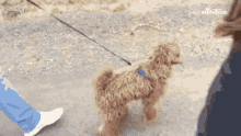 Dog Leash GIF - Dog Leash Running GIFs