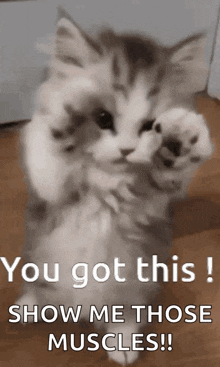 Cat You Got This GIF - Cat You Got This Cute GIFs