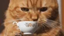 a cat is drinking from a white cup with a flower design on it