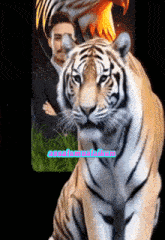 Sm Prabu GIF