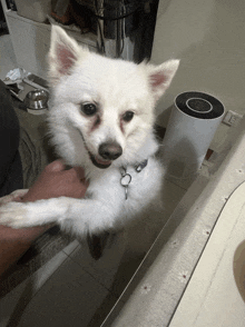 a person holding a small white dog with a collar that has a heart on it