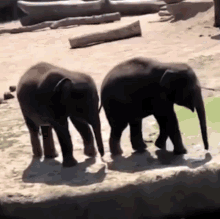 Elephants Elephant Push GIF - Elephants Elephant Elephant Push GIFs