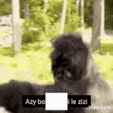 Gorille GIF - Gorille GIFs