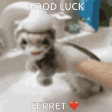 good luck ferret good luck ferret luck ferret