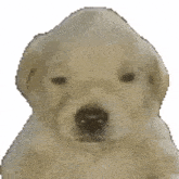 Jotchua Dog GIF