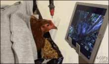 Funny Animals Chicken GIF - Funny Animals Chicken Movie Night GIFs