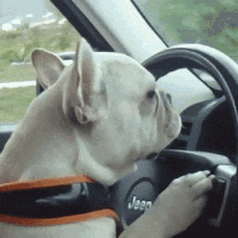 dog driving