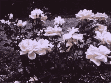 White Flowers Plants GIF - White Flowers Plants GIFs
