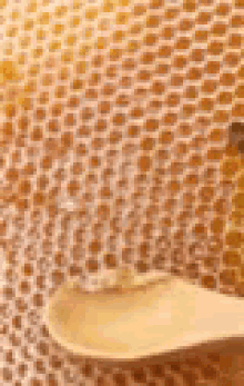 Honey Honeycomb GIF