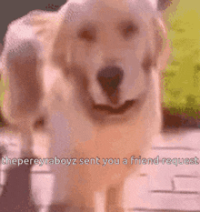 a close up of a dog with the words " the pereyraboyz sent you a friend request " below it