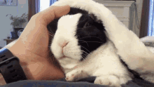 Pipkin Rabbit GIF - Pipkin Rabbit Pipkin Rabbit GIFs
