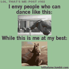 dance funny cat cute me lol