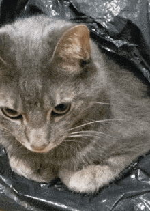 a gray cat is laying in a plastic bag