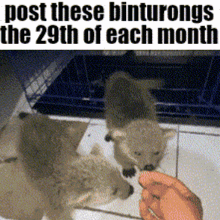 a picture of a person feeding two animals with the words post these binturongs the 29th of each month