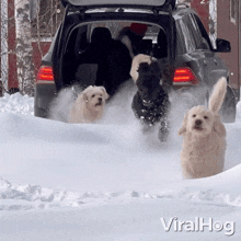 Running Puppies GIF - Running Puppies Viralhog GIFs