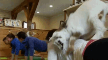 Goat Yoga GIF - Goat Yoga GIFs