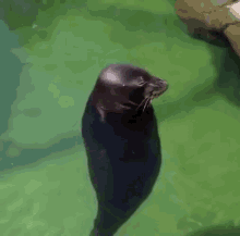 Seal Spinning Around GIF - Seal Spinning Around Looking Around GIFs