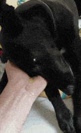 a black dog biting a person 's wrist while laying down