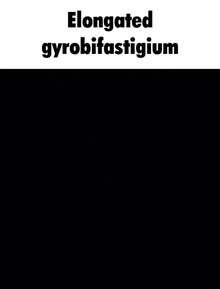 Elongated Gyrobifastigium Reaction GIF - Elongated Gyrobifastigium Reaction Shape GIFs