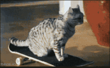 Cat Im Out GIF - Cat Im Out Skateboarding GIFs