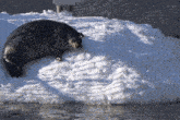 a seal laying on top of a snow covered slope