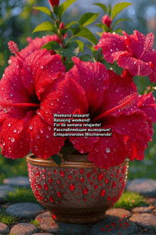a red flower in a pot with the words weekend relaxant on it