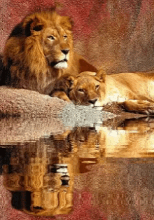 Hugging Lion GIF - Hugging Lion Sleeping GIFs