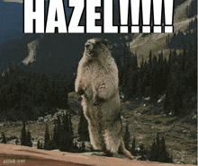 a groundhog standing on its hind legs with the word hazel on the top of it