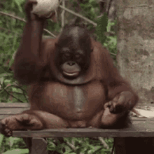 Monkey Baby GIF - Monkey Baby Orangutan GIFs