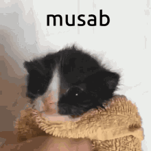 Musab Kitten Musab GIF