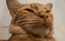a close up of a cat 's face with a white background .