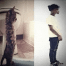 a picture of a cat and a picture of a man standing next to each other