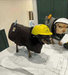 two dogs wearing hard hats and glasses are standing on a table