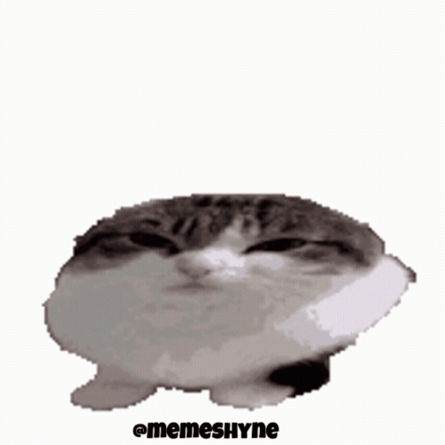 Cat Angry GIF by Kawurin on DeviantArt