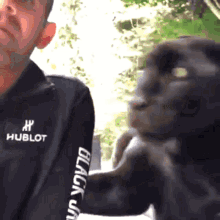 jaguar love bites big cats cat black jaguar