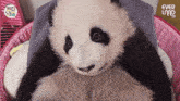 a baby panda bear is wrapped in a towel in a pink basket with ever land written on it