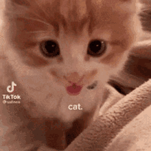 Cat Tongue Tt Dexriah GIF - Cat Tongue Tt Dexriah Cute Cat GIFs