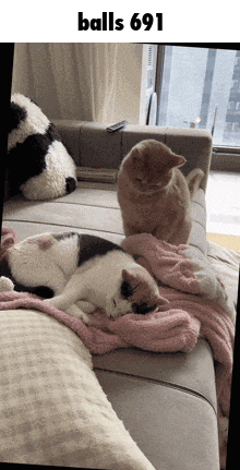 two cats are laying on a couch with the words balls 691 above them