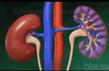 Kidney GIF - Kidney GIFs
