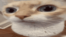 Uhh Cat GIF