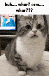 Huh Whar Erm Whar Confused GIF - Huh Whar Erm Whar Confused Cat GIFs