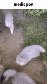 a group of seals are laying on the ground .