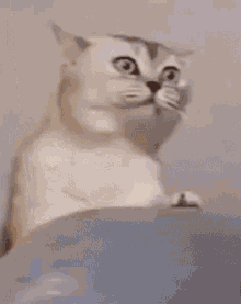 Cat Furious GIF - Cat Furious Angry GIFs