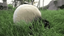 Panda Roll Cutie Panda GIF - Panda Roll Cutie Panda Cute Panda GIFs